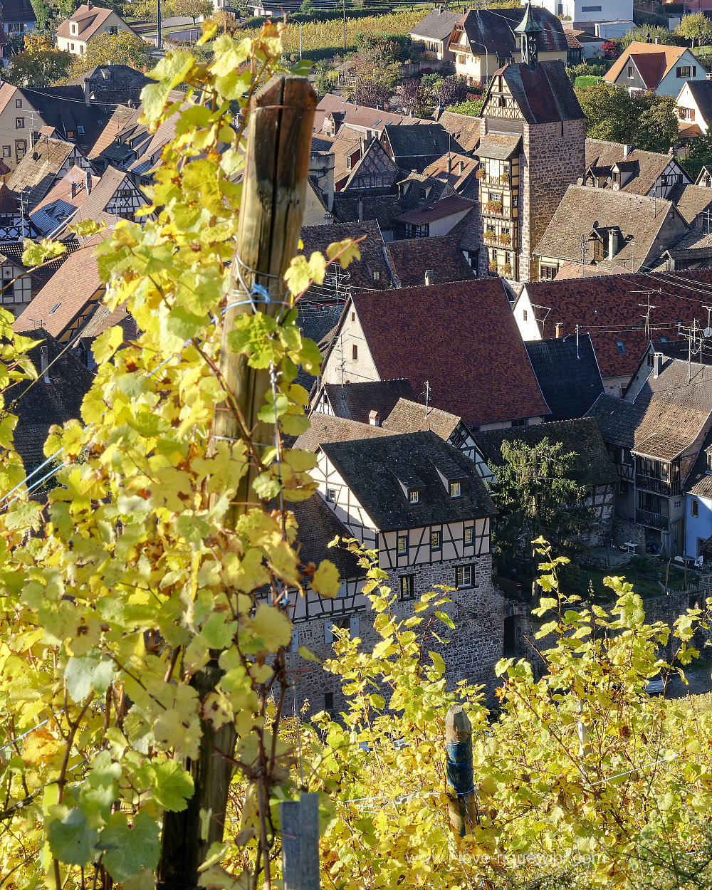 Notre maison de 1580 sur le rempart de Riquewihr fait face au vignoble (au centre de l'image).