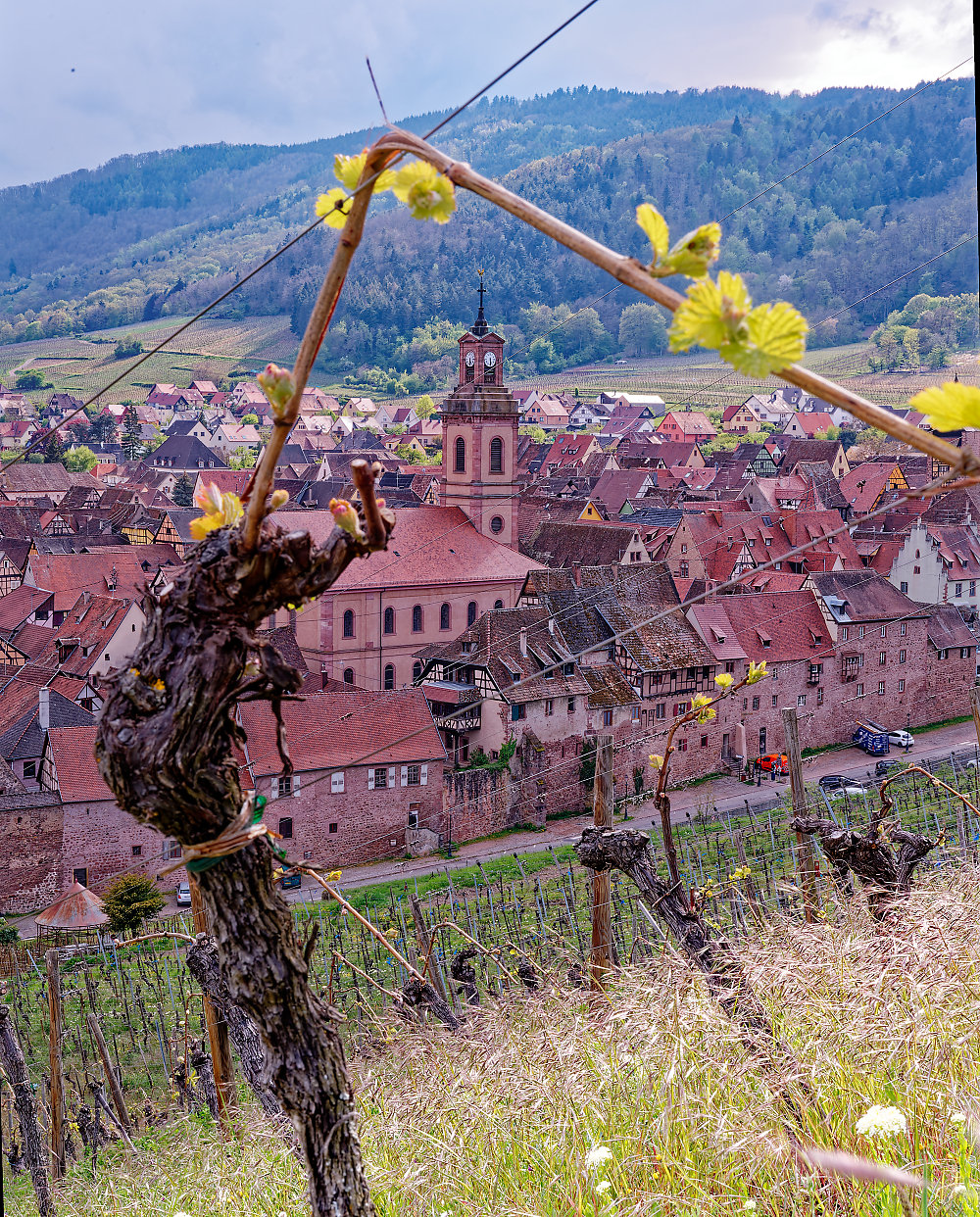 Les vins de Riquewihr, 4 saisons sur la route des vins d'Alsace.