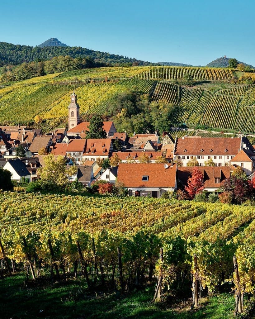 Riquewihr in the middle vineyard in Alsace